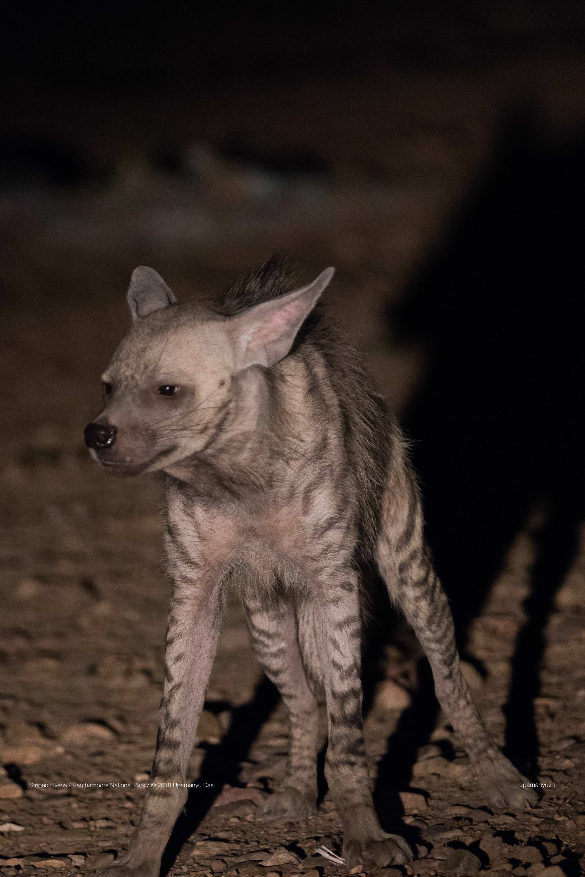 Striped Hyena (Ranthambore Outskirts)